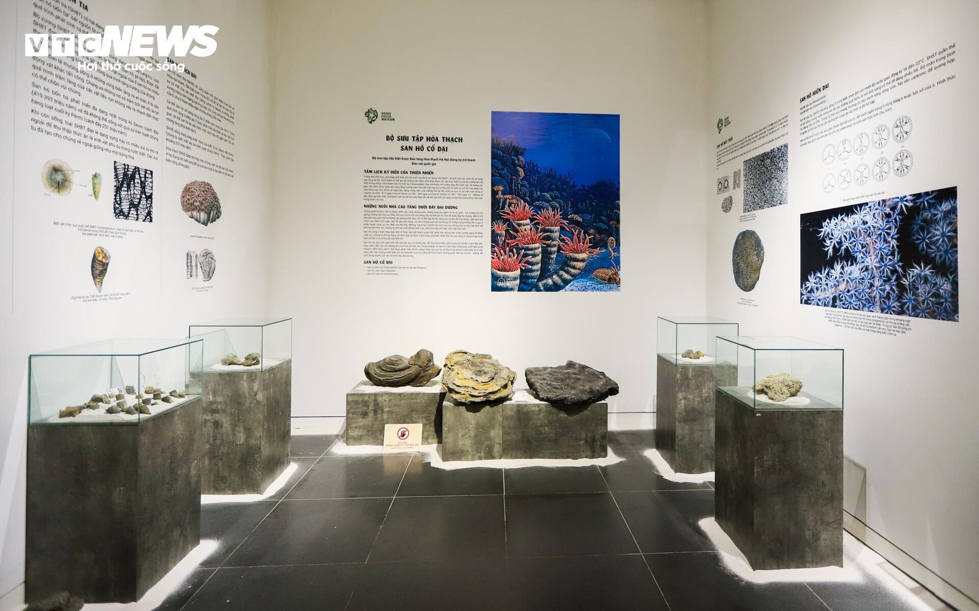 Close-up of billion-year-old fossils on display in Hanoi - 14