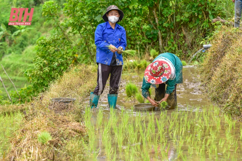 ไปทำงานที่ทุ่งนาในเขตชายแดนห่างไกลของThanh Hoa