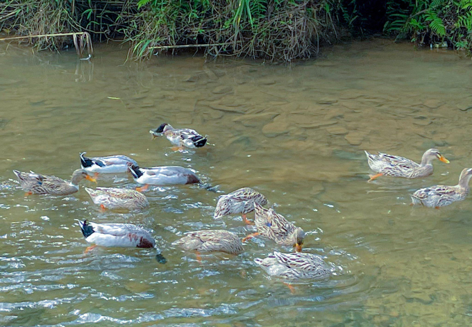 Race de canard Co Lung à Pu Luong. Photo : Adam Huong