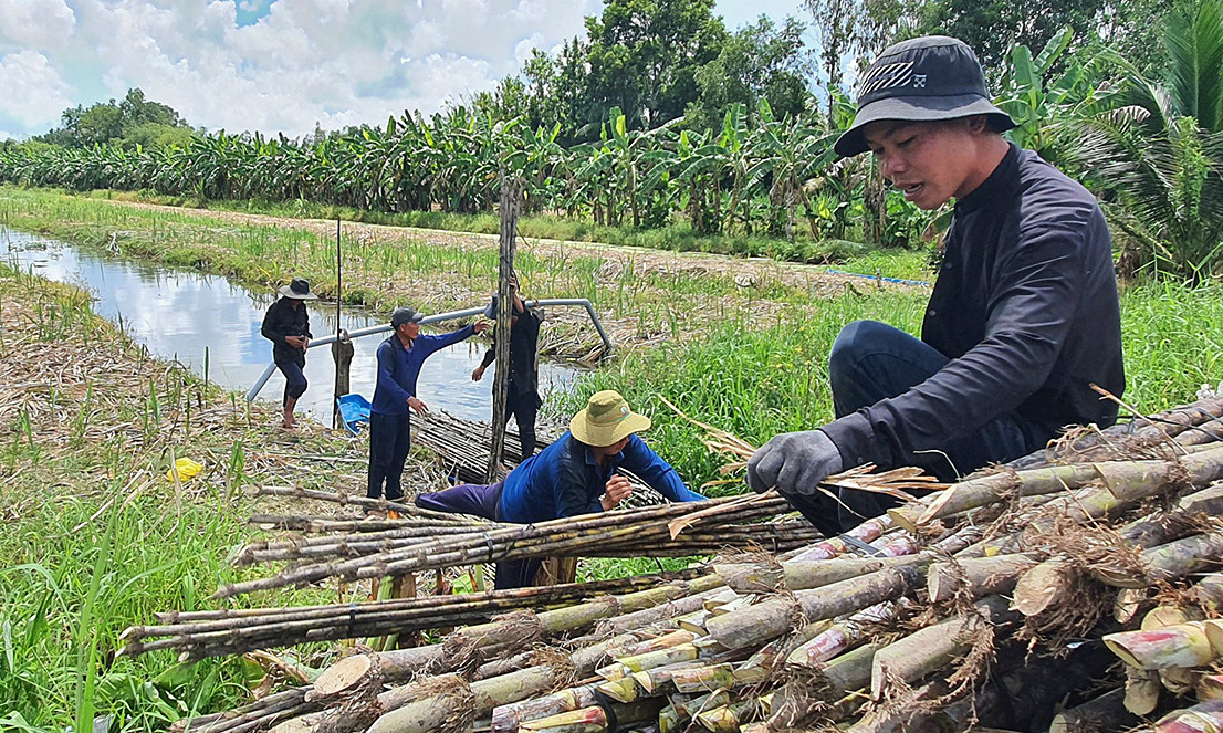 Nông dân 'bị ép giá' khi nhà máy đường lớn nhất miền Tây đóng cửa