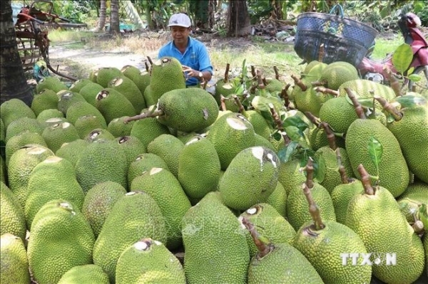 Agricultural product prices today, August 31: Pepper turns to increase sharply; Thai jackfruit price increases from 10,000