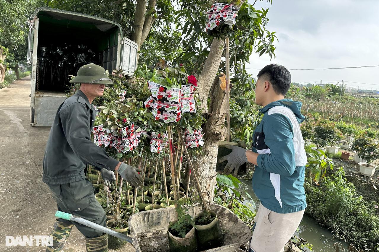 Vùng trồng hoa Mê Linh hối hả vào vụ Tết - 10