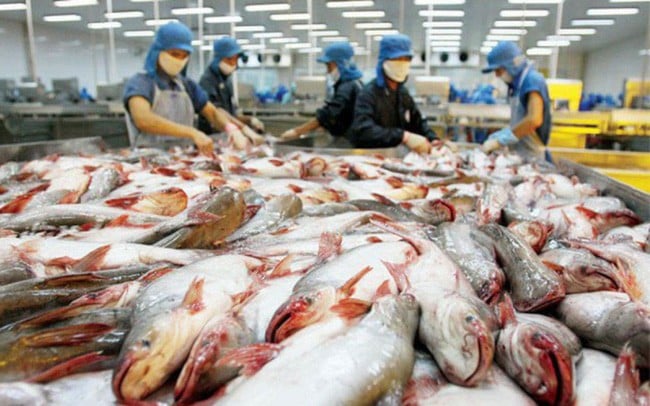 En la primera quincena de agosto, las exportaciones de pangasius al Reino Unido alcanzaron los 38 millones de dólares.