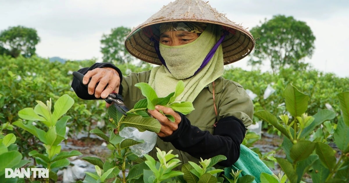 Les agriculteurs gagnent 50 milliards de VND par an grâce à la culture de la goyave