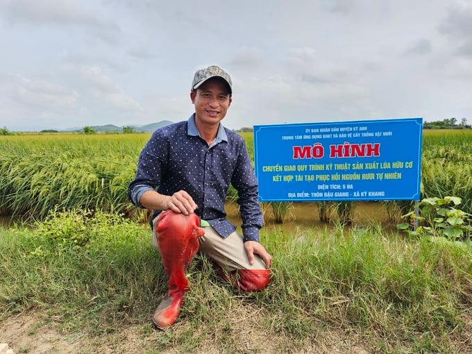 Mô hình chuyển giao kỹ thuật sản xuất lúa hữu cơ kết hợp tái tạo, phục hồi nguồn lợi rươi tự nhiên của huyện Kỳ Anh. Ảnh: Hoàng Anh.