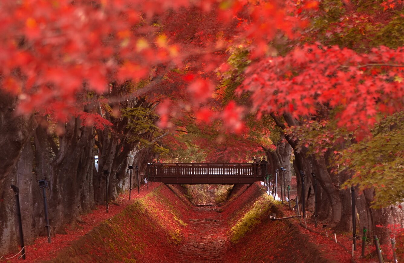 Autumn Leaves Festival in Lake Kawaguchiko