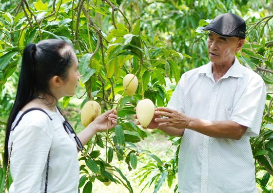 Dong Thap has more than 8,200 hectares of mangoes registered for growing area codes, with 296 codes.