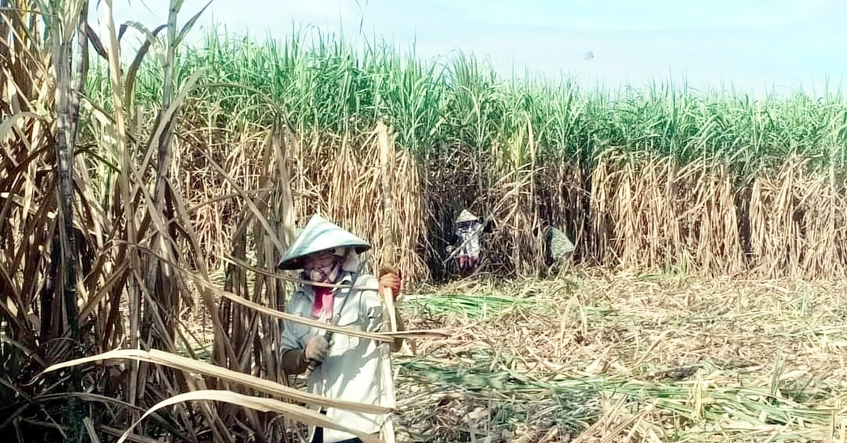 La industria azucarera de Vietnam ha florecido.