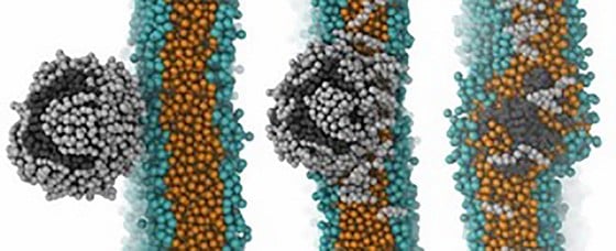 Modelo de moléculas de plástico y colesterol cruzando la barrera hematoencefálica. Foto: NANOMATERIALES