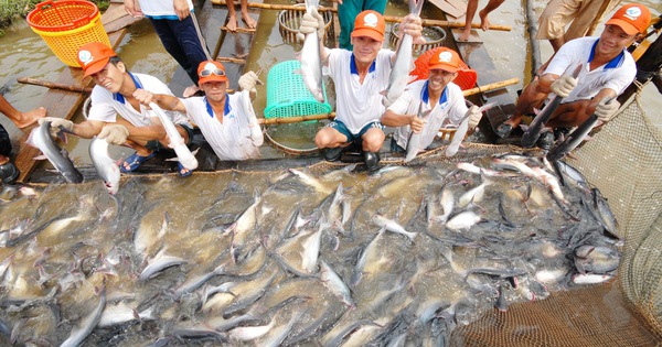 ベトナムの魚種が地球の反対側の国で意​​外にも人気がある。