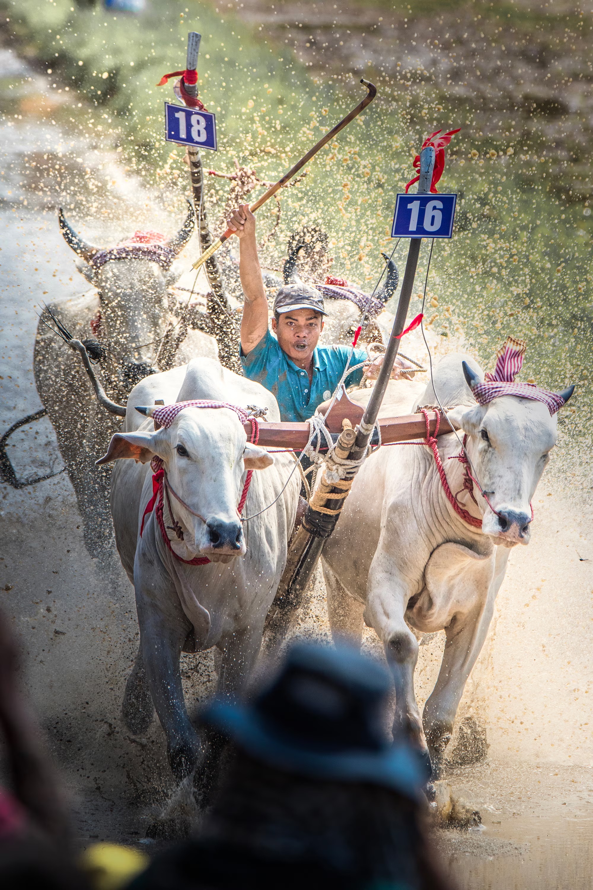 Lễ hội đua bò ở An Giang