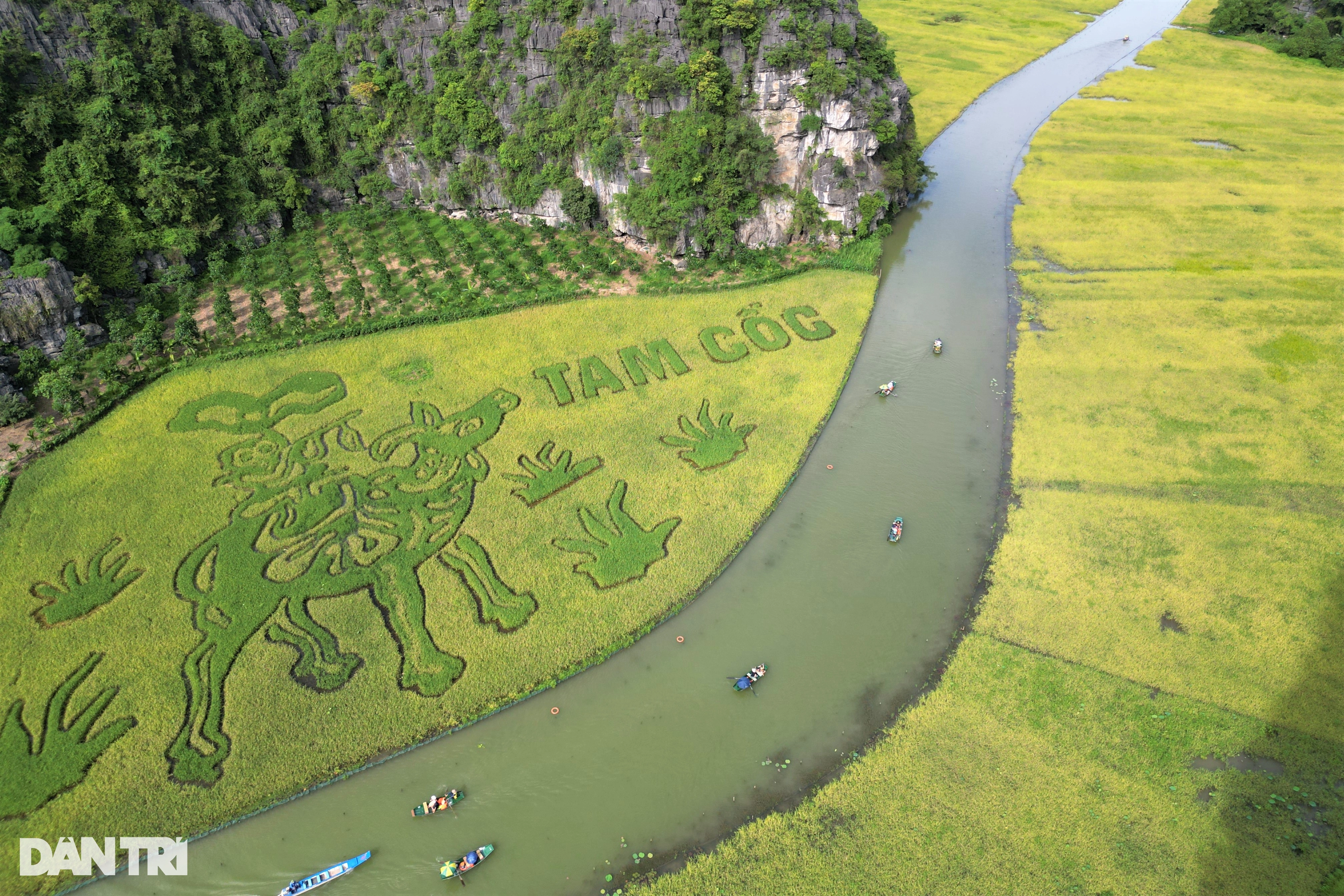 Giant painting 'Shepherd playing the flute' on the most beautiful rice field in Vietnam