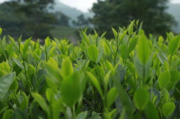 Le marché de Taïwan (Chine) achète le plus de thé du Vietnam