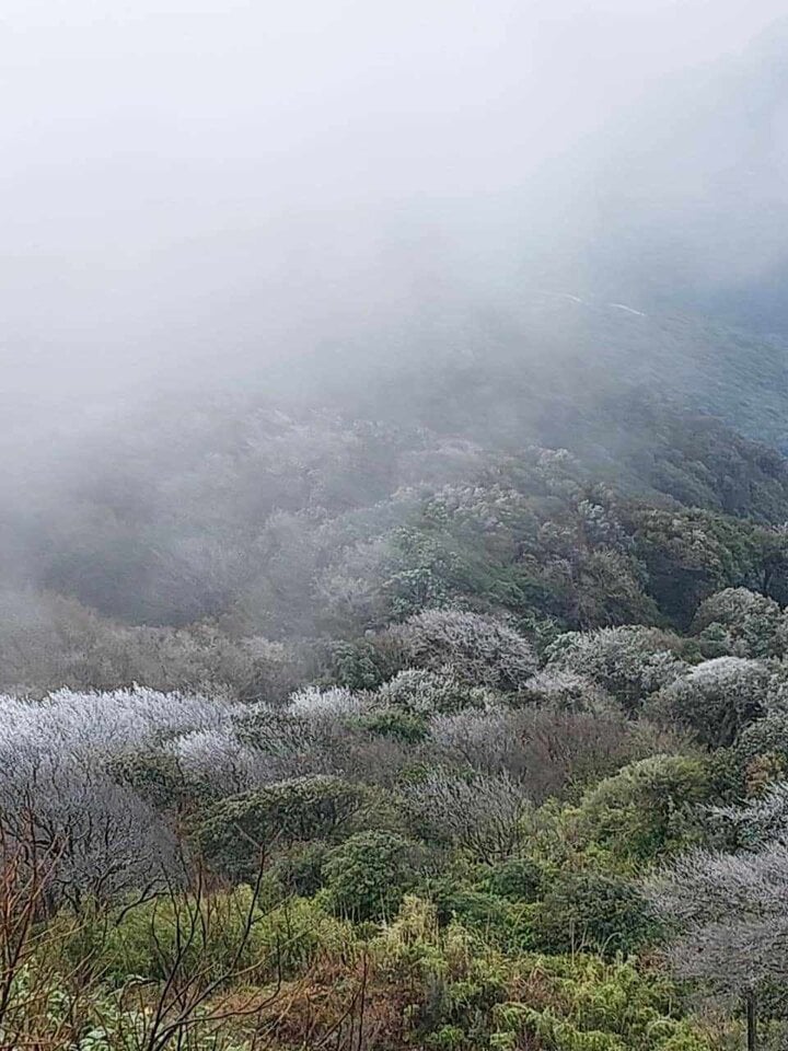 Trees are covered with a layer of ice. (Source: Cao Bang Security Television)