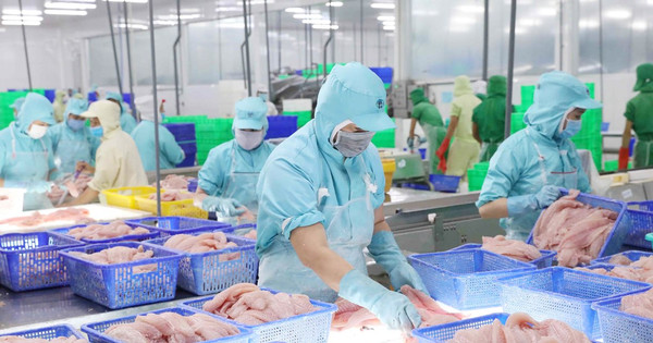 Pangasius Export: Expectations from the Chinese Market