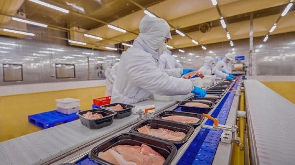 Schweinepreis erreicht Tiefststand, Markt soll 60.000 VND/kg erreichen