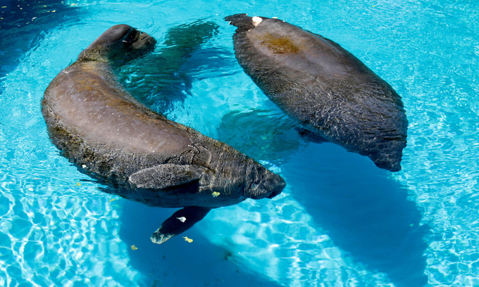 Manati Juliet (links) und ein anderes Seeschwein namens Phoenix schwimmen im Miami Seaquarium in Key Biscayne, Florida. Foto: Alan Diaz/AP