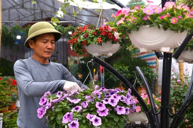 Locales para vender flores y plantas ornamentales para el Tet son escasos, incluso con dinero es difícil alquilarlos foto 3