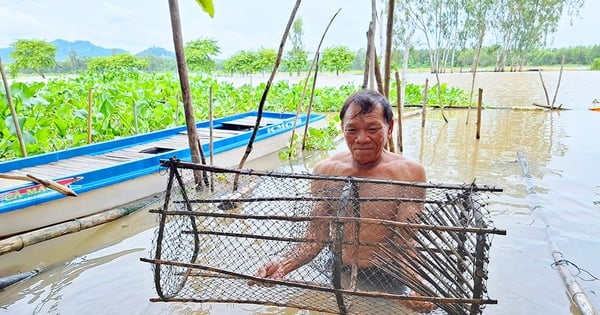 アンザン省の洪水期には、川の水がゆっくりと赤くなり、漁師たちはおいしい淡水魚を捕まえます。