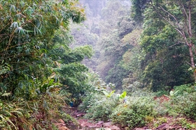 El pueblo Dao en Ha Lau preserva el bosque primigenio