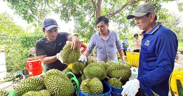 Vô vườn sầu riêng treo la liệt trái ngon, hễ đến Bến Tre, Hậu Giang, Cần Thơ là đụng ngay tỷ phú