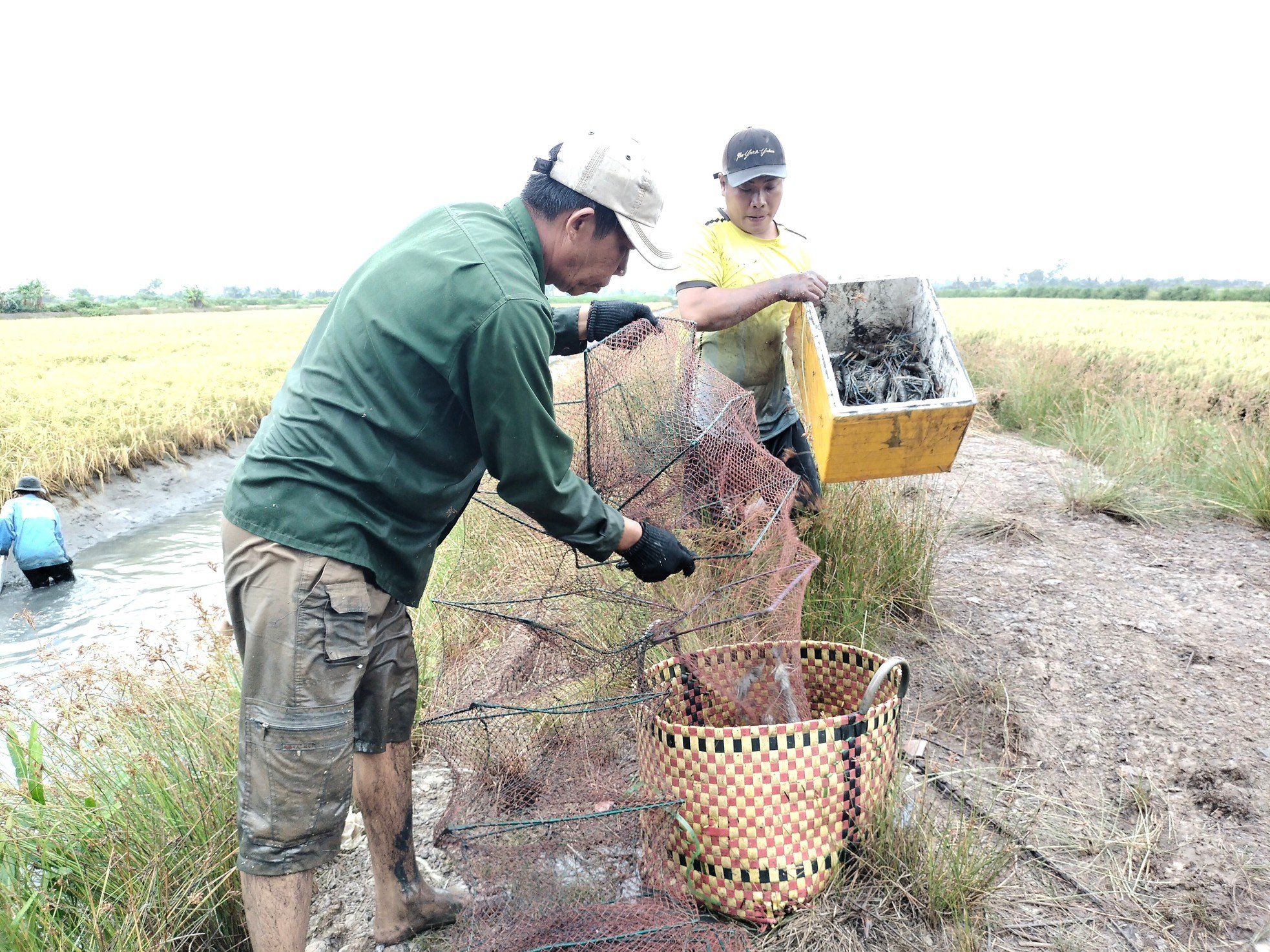 Close-up of Ca Mau farmers stirring mud to catch giant freshwater prawns photo 2