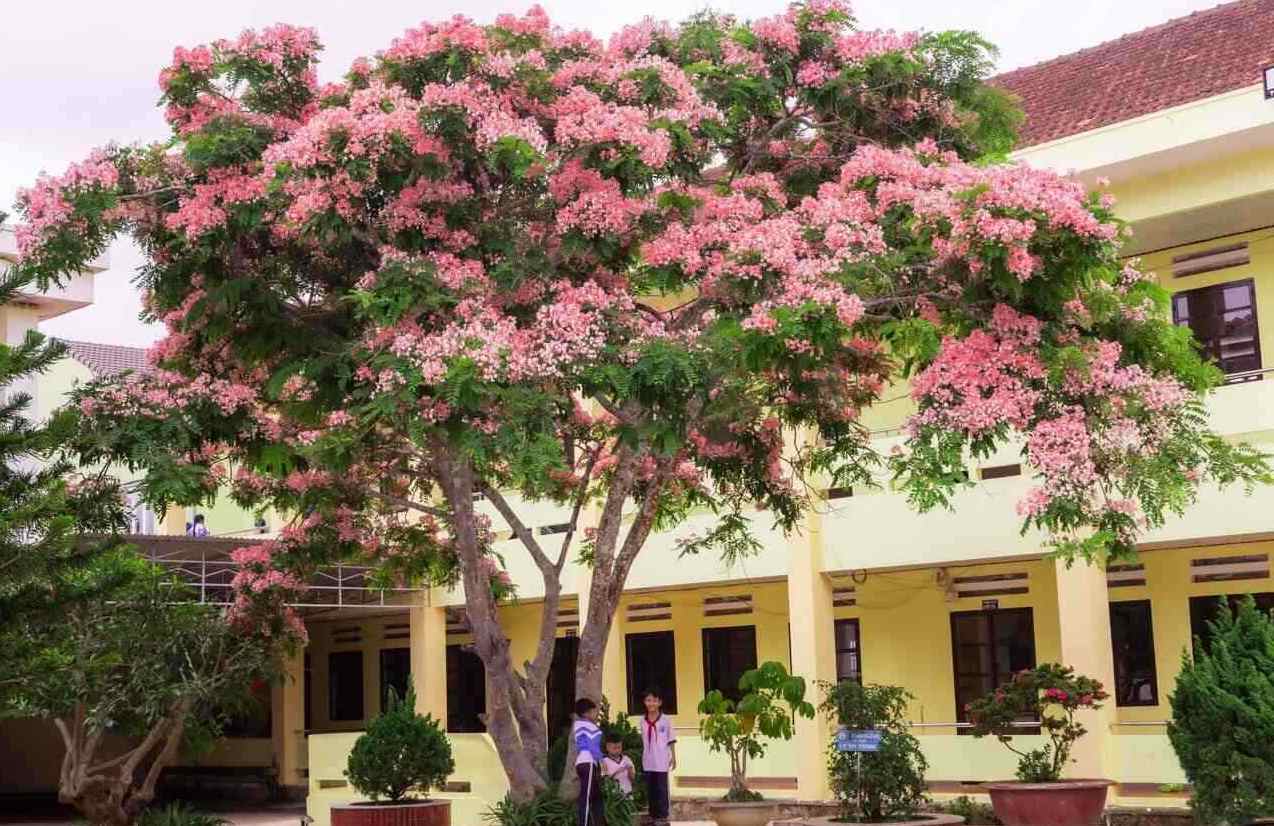 The season of royal poinciana flowers in Da Lat is as brilliant as the cherry blossom season in early spring.