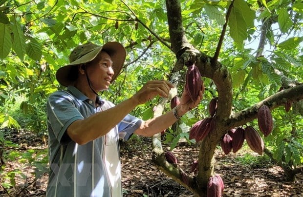 Ba Ria-Vung Tau mo rong dien tich cay cacao dap ung xuat khau hinh anh 1