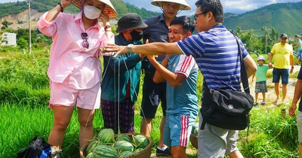 Du khách ‘bỏ phố về quê’ hái dưa hấu