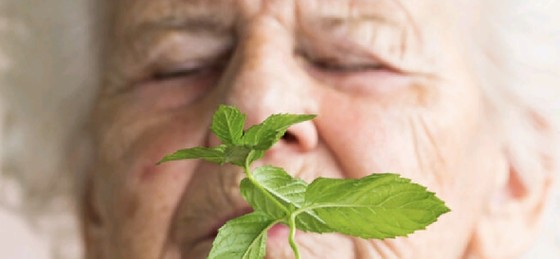 L'odeur de la menthe poivrée peut aider à améliorer la mémoire