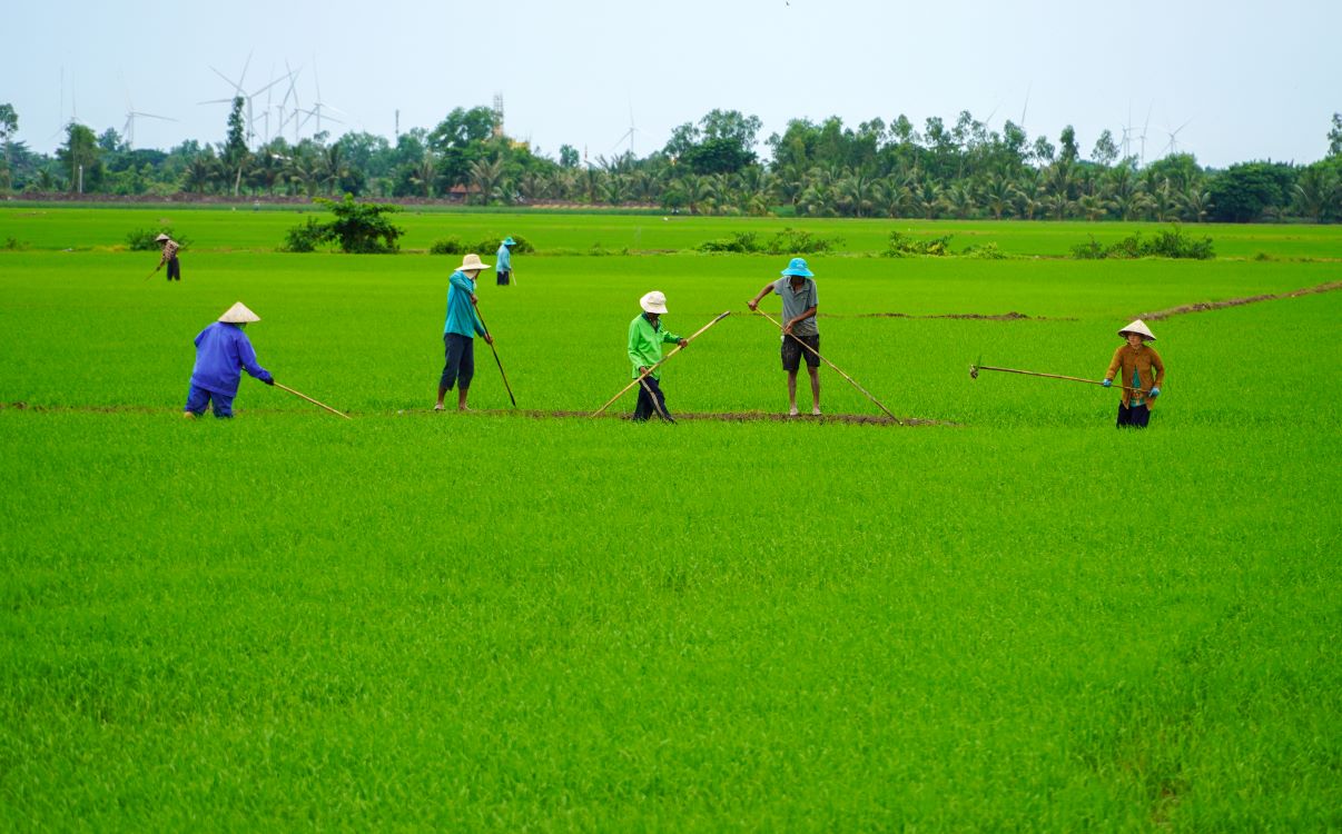 Đa phần lao động tham gia cấy giặm là phụ nữ hay người lớn tuổi. Ảnh: Phương Anh