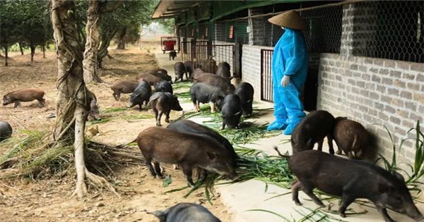 Building the green tea pork brand - a new specialty in Thai Nguyen