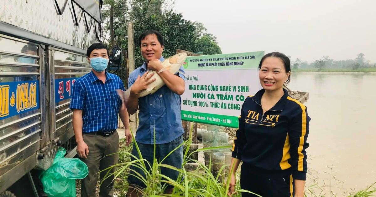 ទីក្រុងហាណូយលើកកំពស់ផលិតភាព និងគុណភាពបសុសត្វ និងពូជទឹក