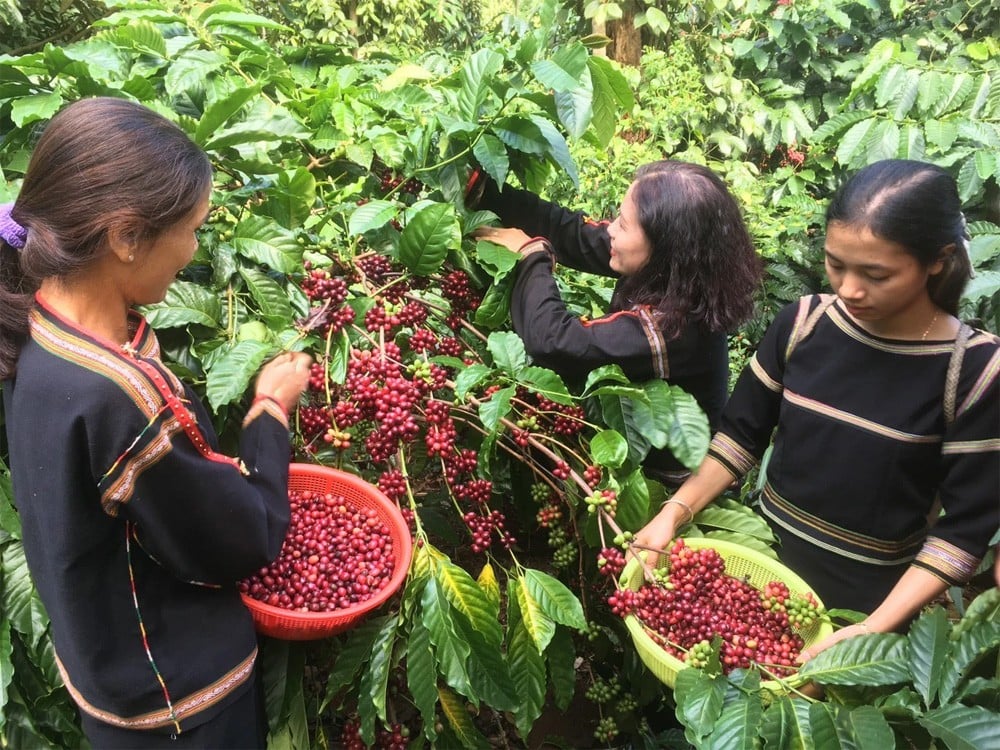 Los precios del café robusta aumentaron durante tres sesiones consecutivas en medio de una ligera caída del dólar estadounidense y un aumento del oro.