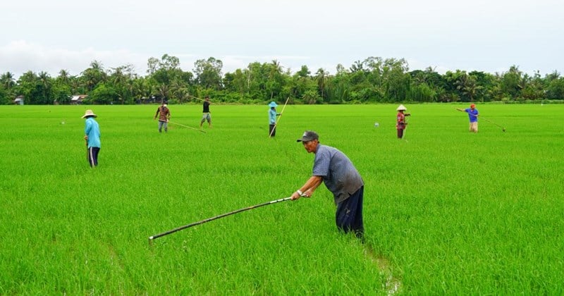 Cấy, giặm thuê - nghề hot ngày mùa ở Sóc Trăng