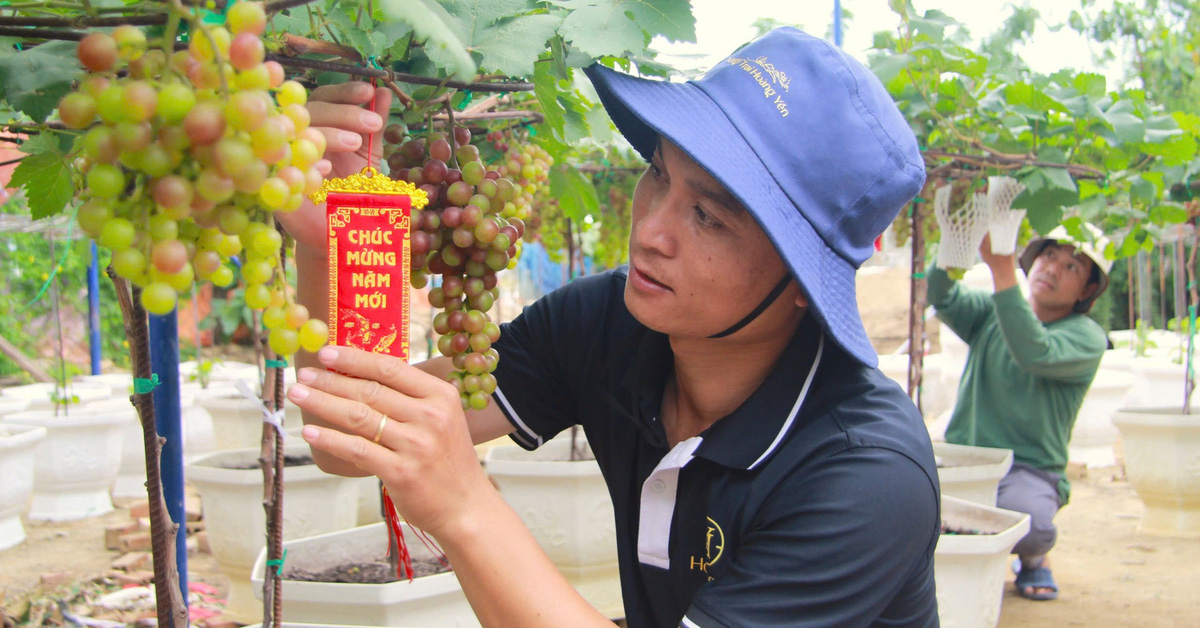 Nho cảnh ‘siêu trái’ ở Ninh Thuận giá cao vẫn cháy hàng dịp Tết