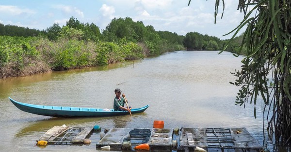 កសិករ​នៅ​ឃុំ​កា​ម៉ៅ​ចិញ្ចឹម​ត្រីងៀត​ក្នុង​ស្រះ​បង្កង ពេល​ចាប់​បាន​លក់​អស់។