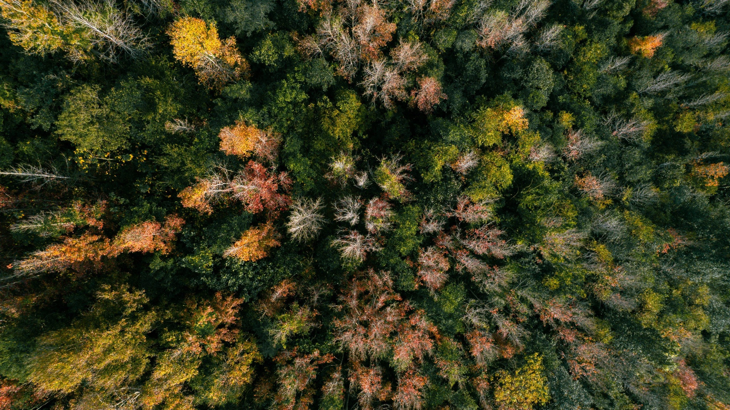 Camping to see the fragrant maple forest like in Europe in western Quang Tri