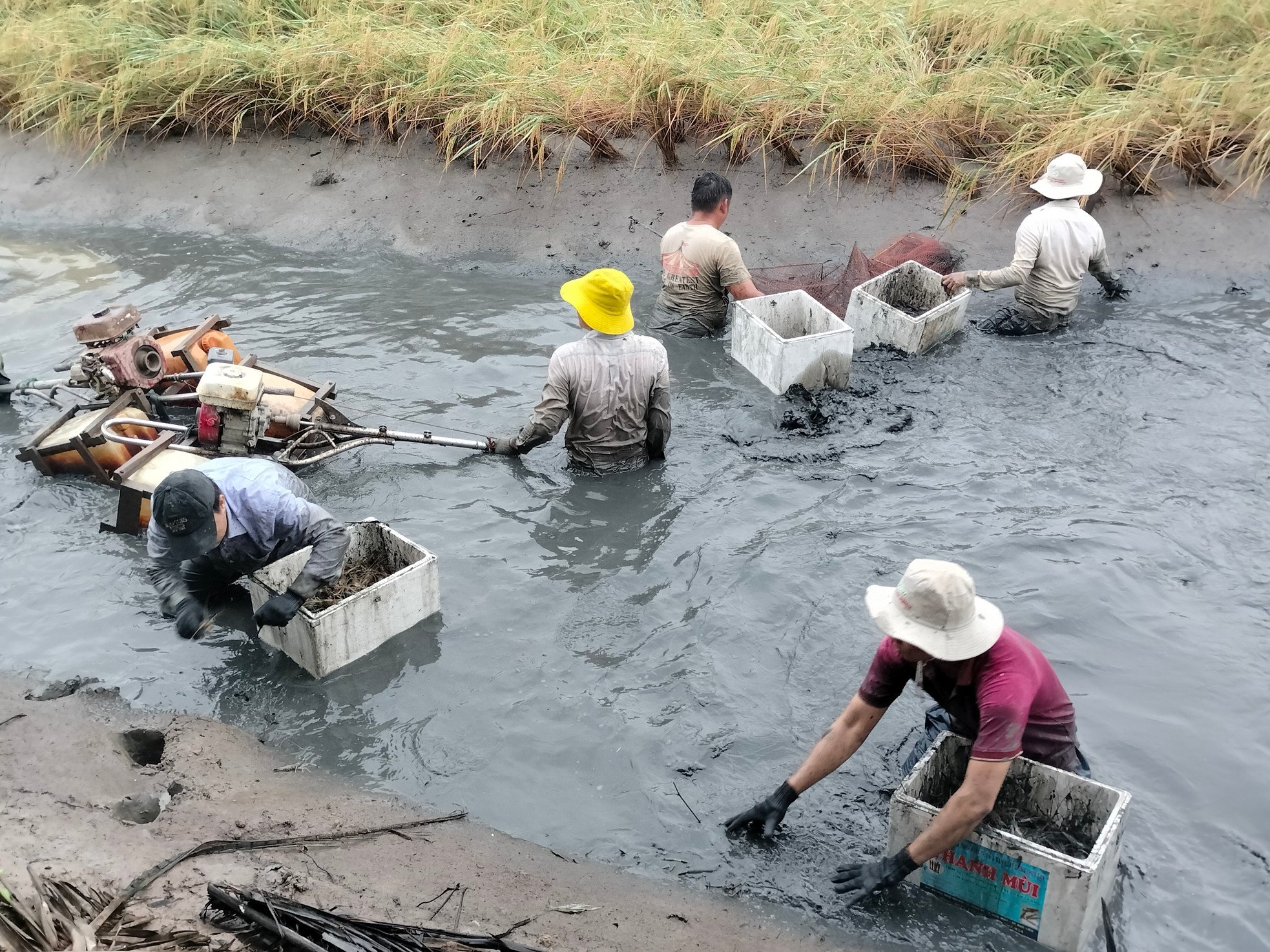 Close-up of Ca Mau farmers stirring mud to catch giant freshwater prawns photo 3