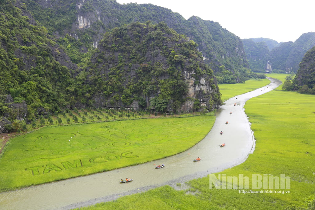 Cánh đồng lúa Tam Cốc sẽ chín đẹp trong Tuần Du lịch Ninh Bình