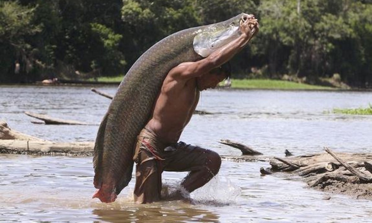 Elephant fish - giant freshwater fish weighing 200 kg