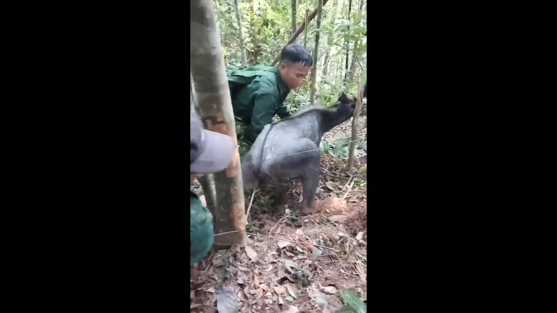 ハンターの罠にかかったヤギの救出