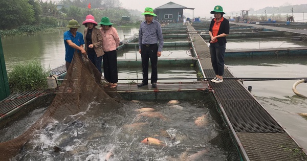 La cría de peces especiales, carpas densas y crujientes en el río Duong, el ruidoso chapoteo del agua, hacen que la gente de Bac Ninh se haga rica