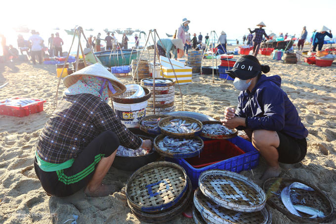 People go to Binh Minh fish market to buy squid, then sort and bring it home to steam. Photo: Son Thuy