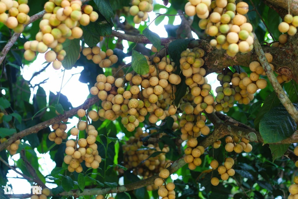 Đặc sản tiến vua vào mùa giúp nông dân đếm tiền đều tay - 1