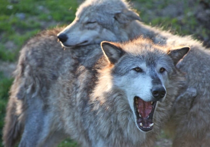 Erstaunt über das Geheimnis der schönsten nachtaktiven Tiere der Welt - 6
