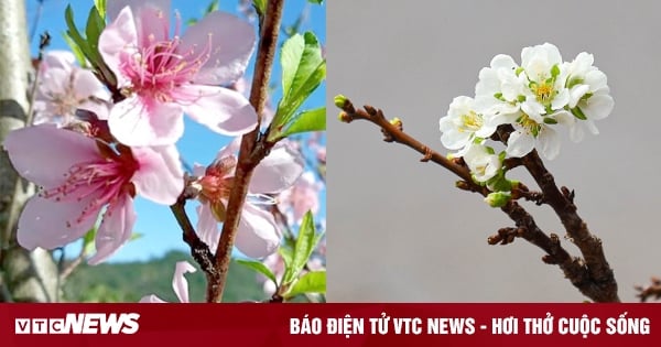 Antes del Tet, las flores silvestres proliferaban en las calles, atrayendo a los compradores.