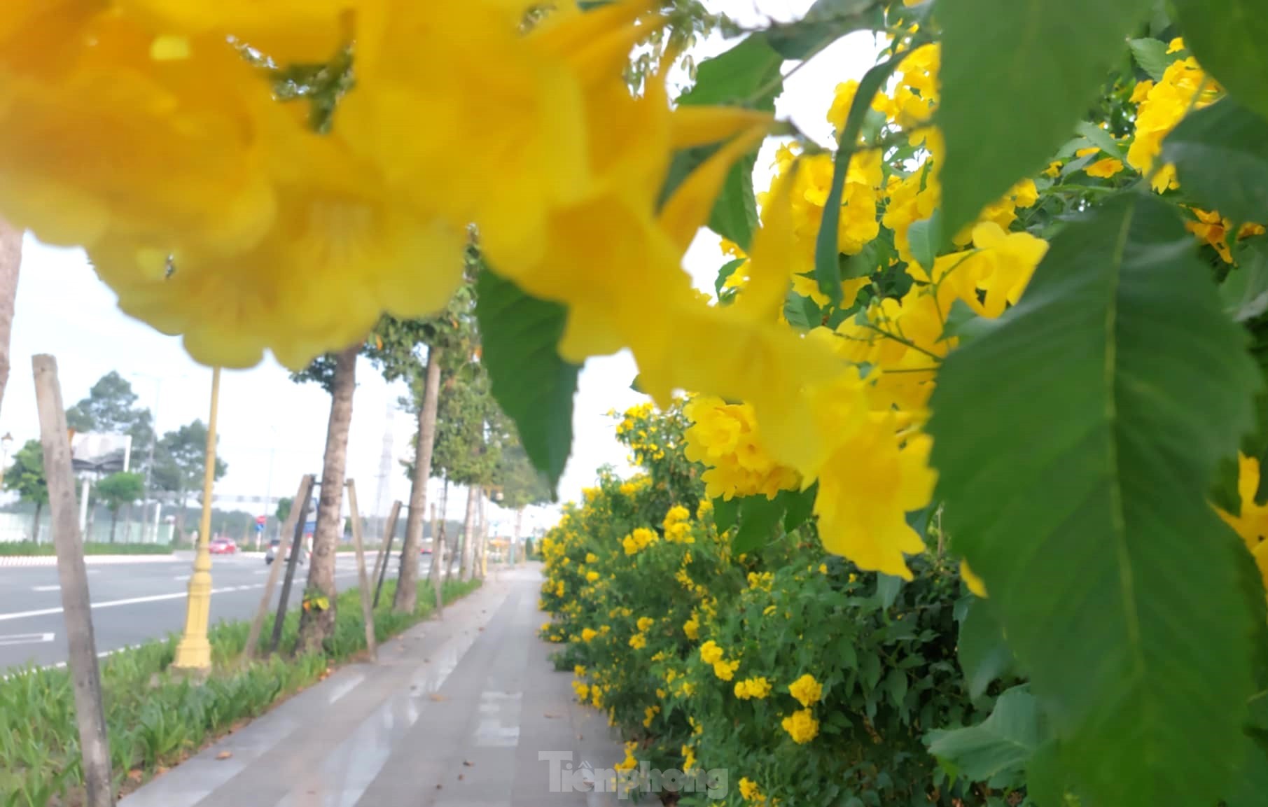 Les clochettes jaunes en pleine floraison, les rues de Binh Duong sont aussi belles que des photos 11