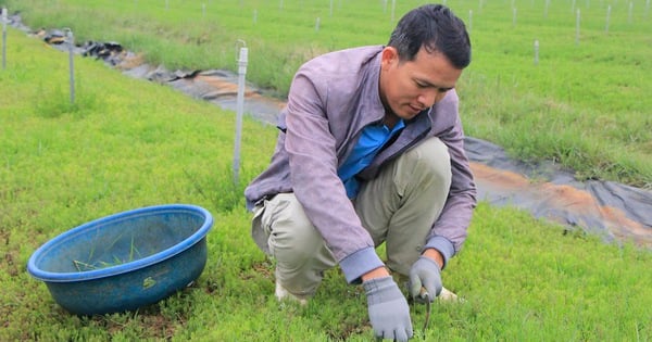 Rau nhót, loại rau dại tên nghe mắc cười, một người Nghệ An trồng thành công, thu gần 1 tỷ/ha