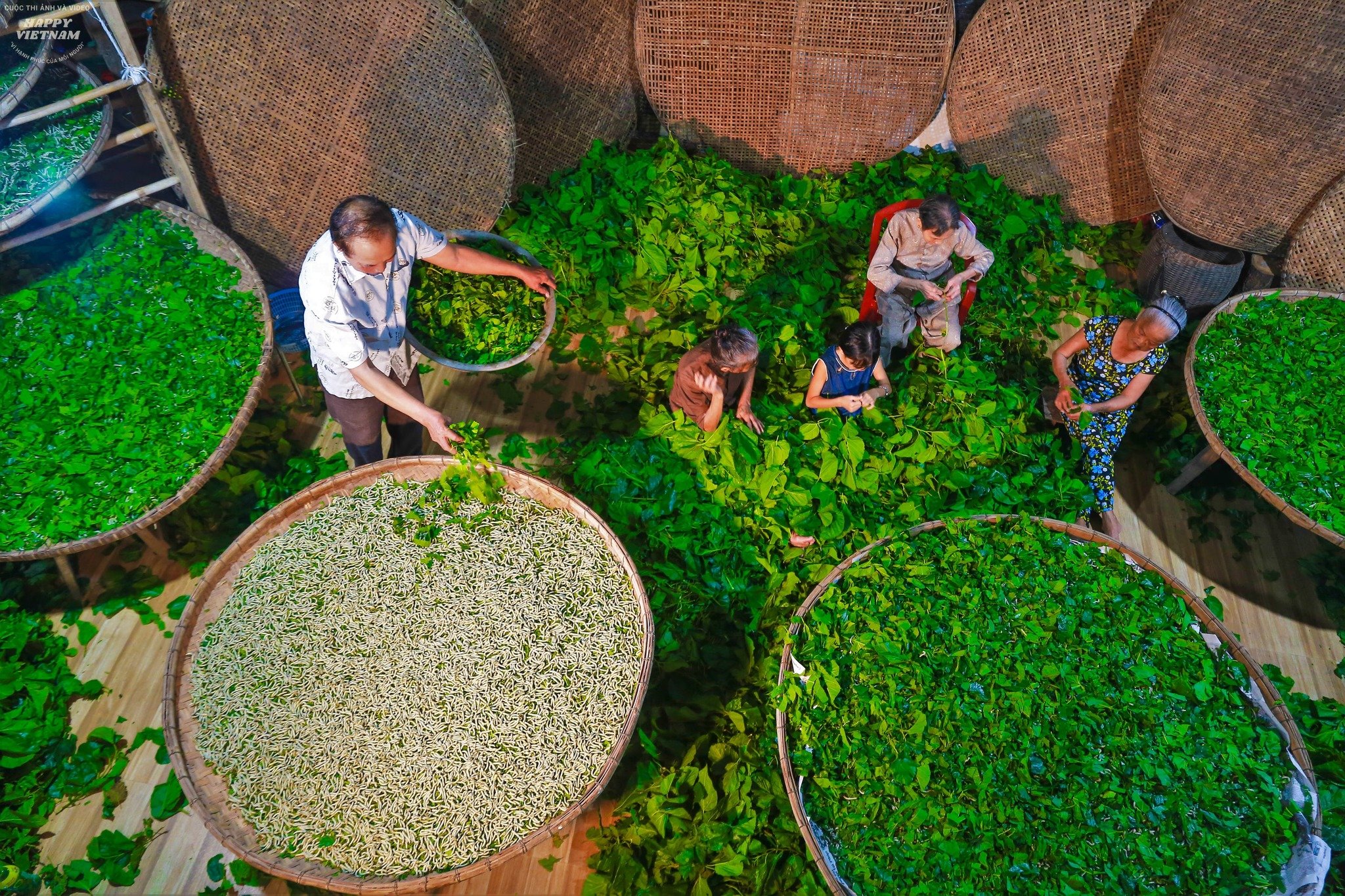 Preserving the traditional profession of growing mulberry and raising silkworms in Quang Nam